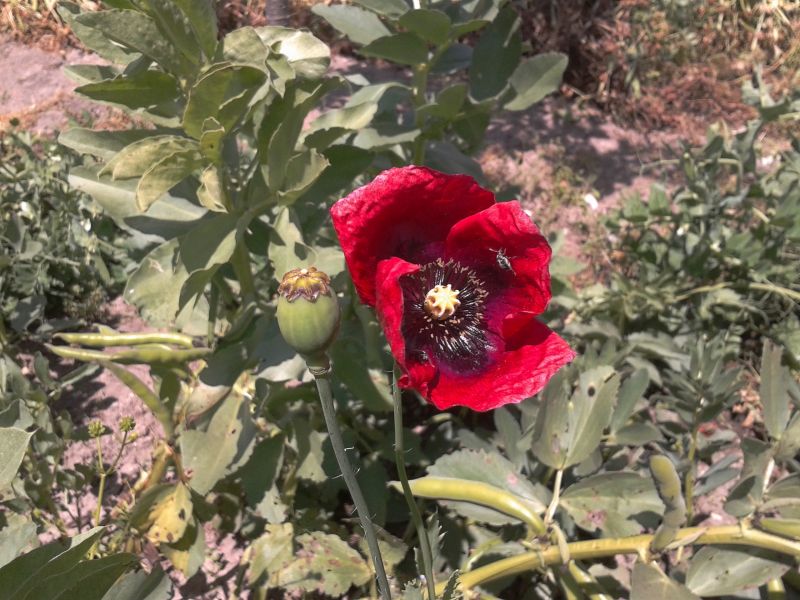 Papaver setigerum / Papavero setoloso